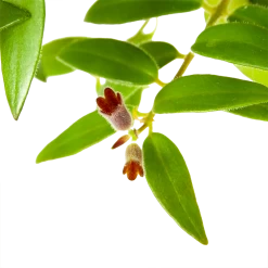 Aeschynanthus Caroline - Lipstickplant - In Hangpot - P15 H25 - Kamerplant 8 Aeschynanthus Caroline - Lipstickplant - In Hangpot - P15 H25 - Kamerplant -Woondecoratie Kortingen aeschynanthus caroline lipstickplant in hangpot p15 h25 6