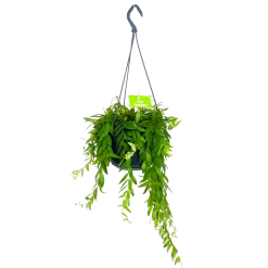 Aeschynanthus Japhrolepis - Lipstickplant - In Hangpot - P15 H20 - Kamerplant