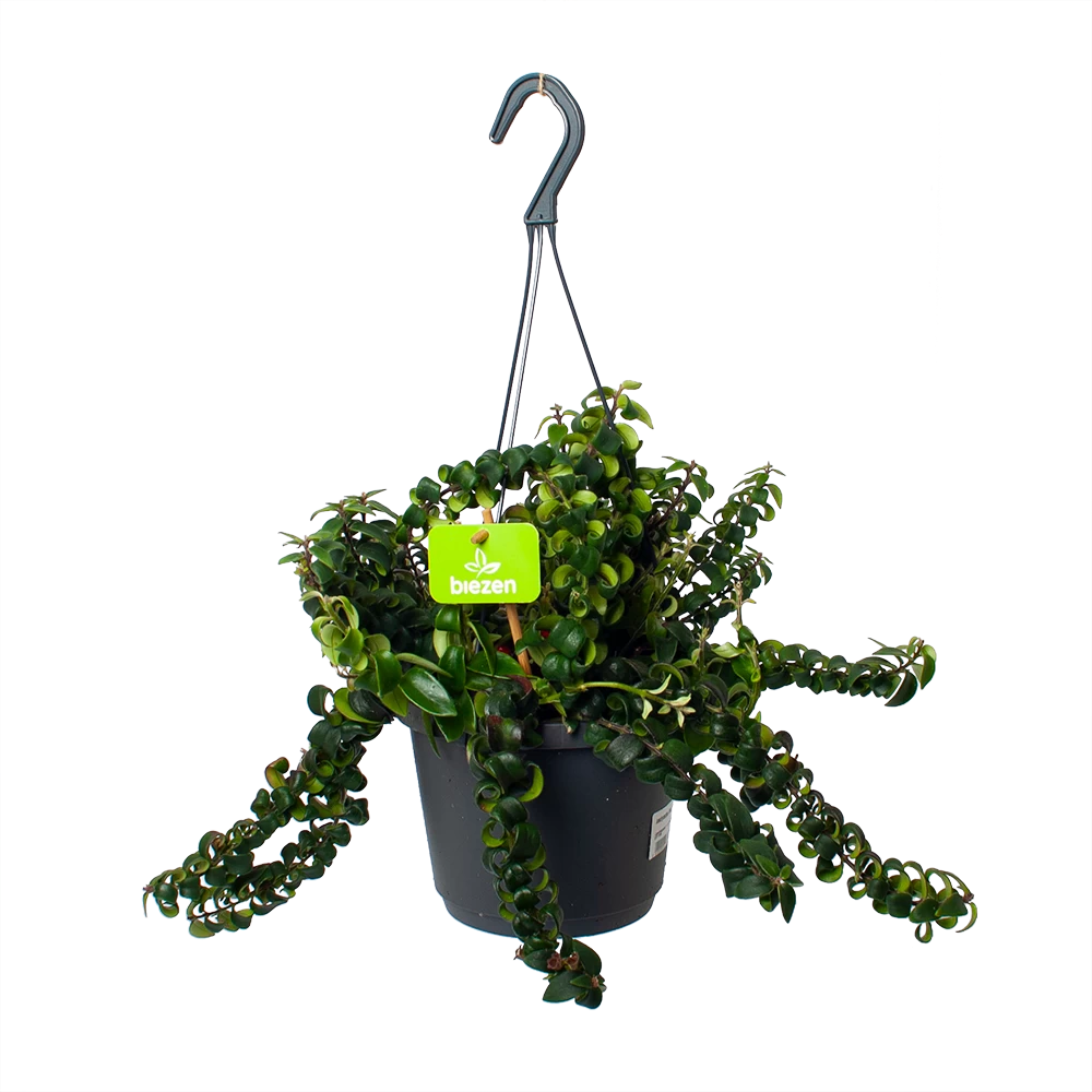 Aeschynanthus Swing - Lipstickplant - In Hangpot - P17 H30 - Kamerplant 3 Aeschynanthus Swing - Lipstickplant - In Hangpot - P17 H30 - Kamerplant