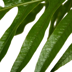 Aglaomorpha Jim - P37 H75 - Kamerplant 8 Aglaomorpha Jim - P37 H75 - Kamerplant -Woondecoratie Kortingen aglaomorpha jim p37 h75 kamerplant 4