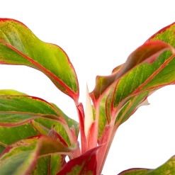 Aglaonema Light Star - P19 H35 - Kamerplant -Woondecoratie Kortingen aglaonema light star p19 h35 4