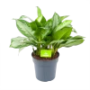 Aglaonema Silver Bay - P24 H60 - Kamerplant -Woondecoratie Kortingen aglaonema silver bay p24 h60 1 3
