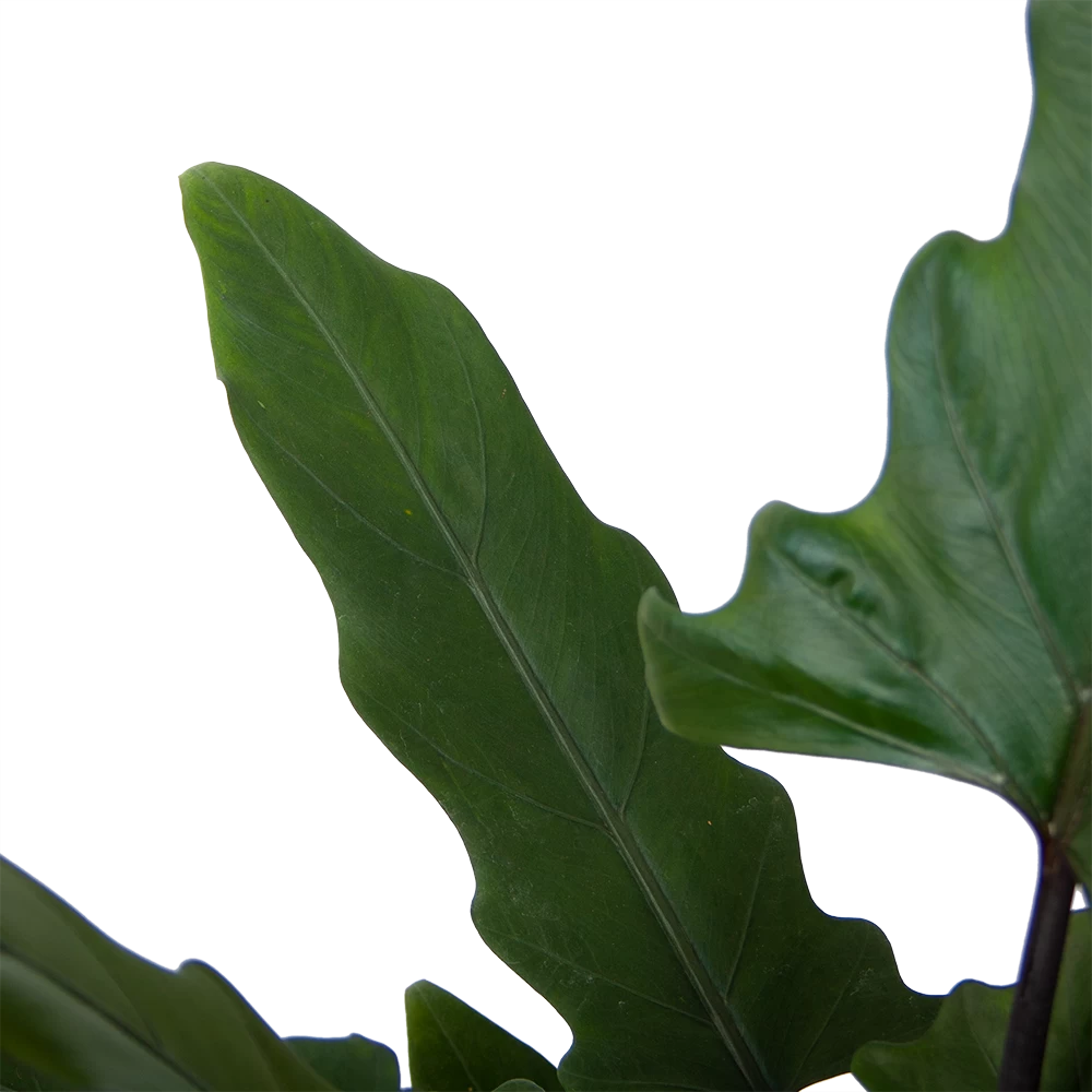 Alocasia Lauterbachiana - Olifantsoor - P19 H70 - Kamerplant 4 Alocasia Lauterbachiana - Olifantsoor - P19 H70 - Kamerplant - Afbeelding 2