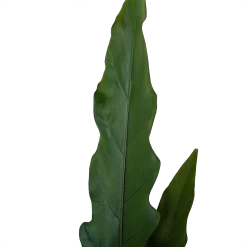 Alocasia Lauterbachiana - Olifantsoor - P19 H70 - Kamerplant 9 Alocasia Lauterbachiana - Olifantsoor - P19 H70 - Kamerplant -Woondecoratie Kortingen alocasia lauterbachiana olifantsoor p19 h70 4
