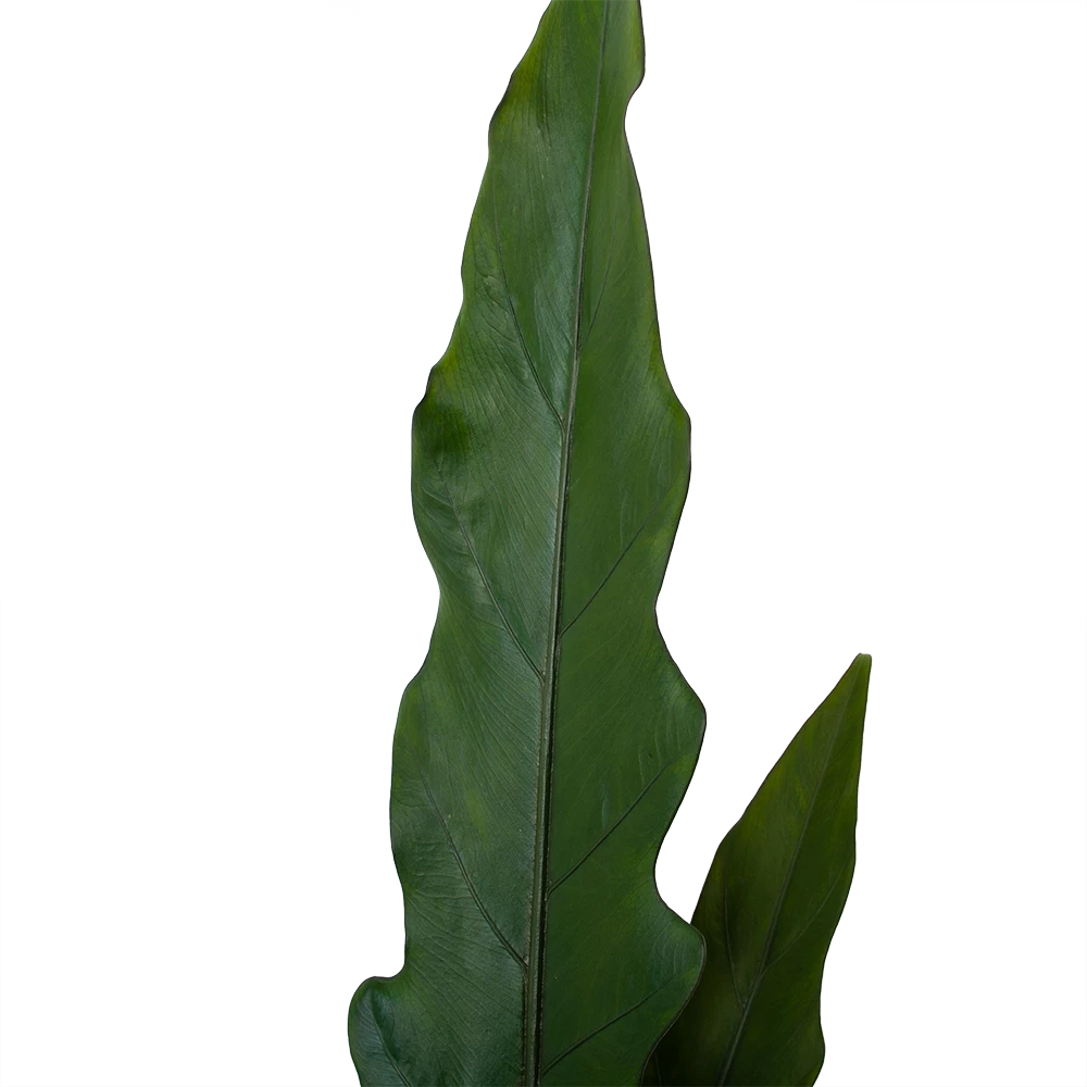 Alocasia Lauterbachiana - Olifantsoor - P19 H70 - Kamerplant 6 Alocasia Lauterbachiana - Olifantsoor - P19 H70 - Kamerplant - Afbeelding 4