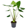 Alocasia Zebrina - Olifantsoor - P32 H120 - Kamerplant 1 Alocasia Zebrina - Olifantsoor - P32 H120 - Kamerplant -Woondecoratie Kortingen alocasia zebrina olifantsoor p32 h120 4 12