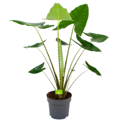 Alocasia Zebrina - Olifantsoor - P32 H120 - Kamerplant