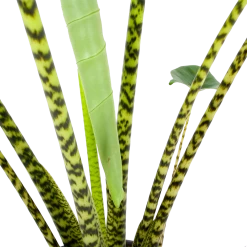 Alocasia Zebrina - Olifantsoor - P32 H120 - Kamerplant -Woondecoratie Kortingen alocasia zebrina olifantsoor p32 h120 6
