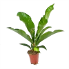 Anthurium Brownii Arrow - P15 H60 - Kamerplant 1 Anthurium Brownii Arrow - P15 H60 - Kamerplant -Woondecoratie Kortingen anthurium brownii arrow p15 h60 1
