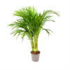 Areca - Goudpalm - P17 H90 - Kamerplant 2 Areca - Goudpalm - P17 H90 - Kamerplant -Woondecoratie Kortingen areca goudpalm p17 h90 1 3