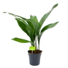 Aspidistra Elatior - Kwartjesplant - P15 H60 - Kamerplant 2 Aspidistra Elatior - Kwartjesplant - P15 H60 - Kamerplant -Woondecoratie Kortingen aspidistra elatior kwartjesplant p15 h60 1 1