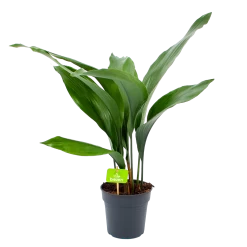 Aspidistra Elatior - Kwartjesplant - P15 H60 - Kamerplant