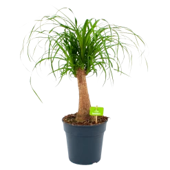 Beaucarnea Recurvata - Op Stam - Olifantenpoot - P21 H60 - Kamerplant