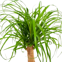 Beaucarnea Recurvata - Op Stam - Olifantenpoot - P21 H60 - Kamerplant -Woondecoratie Kortingen beaucarnea recurvata op stam olifantenpoot p21 h60 6 1