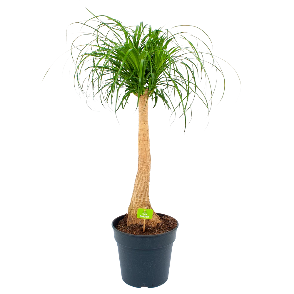 Beaucarnea Recurvata - Op Stam - Olifantenpoot - P27 H100 - Kamerplant 3 Beaucarnea Recurvata - Op Stam - Olifantenpoot - P27 H100 - Kamerplant