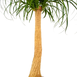 Beaucarnea Recurvata - Op Stam - Olifantenpoot - P27 H100 - Kamerplant 8 Beaucarnea Recurvata - Op Stam - Olifantenpoot - P27 H100 - Kamerplant -Woondecoratie Kortingen beaucarnea recurvata op stam olifantenpoot p27 h100 6 1