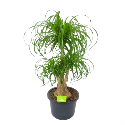 Beaucarnea Recurvata - Vertakt - Olifantenpoot - P32 H90 - Kamerplant