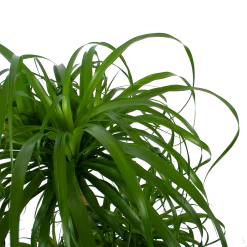 Beaucarnea Recurvata - Vertakt - Olifantenpoot - P32 H90 - Kamerplant -Woondecoratie Kortingen beaucarnea recurvata vertakt olifantenpoot p32 h90 6 3