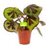 Begonia Masoniana Rock - P15 H30 - Kamerplant -Woondecoratie Kortingen begonia masoniana rock p15 h30 1