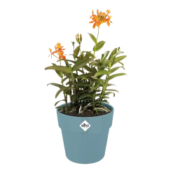 Bloempot Elho B.for Original Rond 25cm - Duifblauw 8 Bloempot Elho B.for Original Rond 25cm - Duifblauw -Woondecoratie Kortingen bfor original rond bloempot duifblauw 3 1