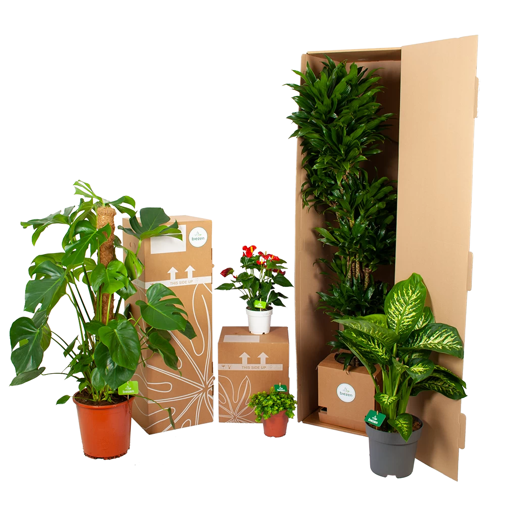 Dracaena Marginata Sunray - Op Stam - Drakenbloedboom - P21 H110 - Kamerplant 5 Dracaena Marginata Sunray - Op Stam - Drakenbloedboom - P21 H110 - Kamerplant - Afbeelding 3