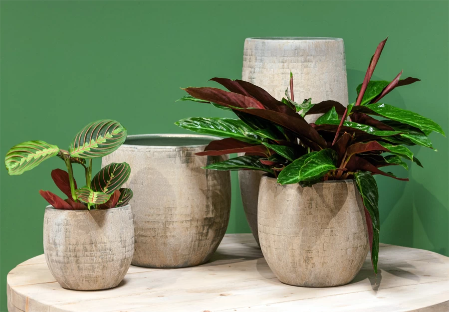 Bloempot Steef - D49 X H45cm - Creme Groen 4 Bloempot Steef - D49 X H45cm - Creme Groen - Afbeelding 2