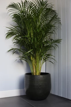 Bloempot Tokio - D39 X H36cm - Groen 5 Bloempot Tokio - D39 X H36cm - Groen -Woondecoratie Kortingen bloempot tokio groen bloempot 2 1 1