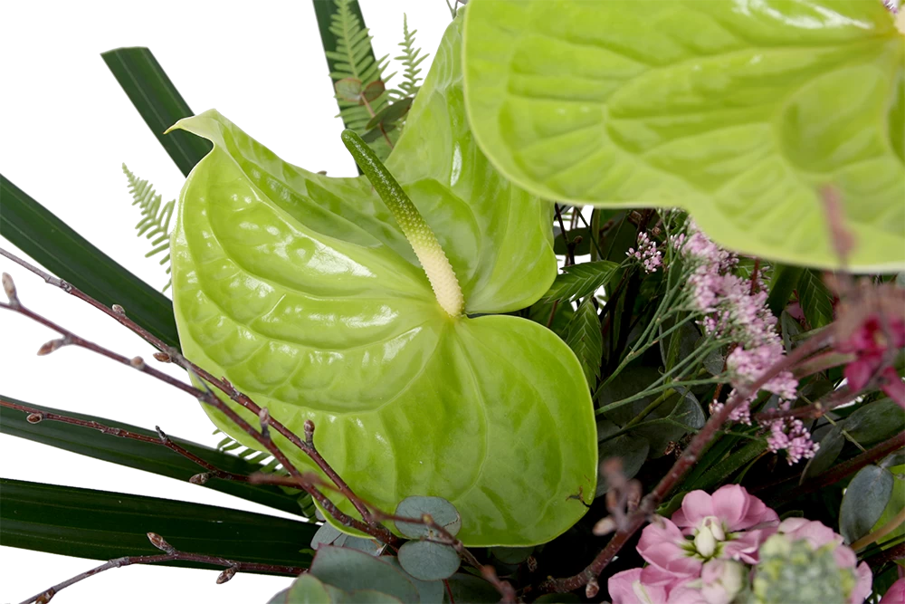 Boeket Anthurium Middel 6 Boeket Anthurium Middel - Afbeelding 4