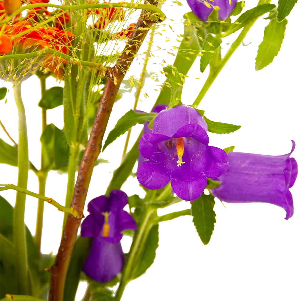 Boeket Plukgeluk Klein 6 Boeket Plukgeluk Klein - Afbeelding 4