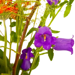 Boeket Plukgeluk Middel -Woondecoratie Kortingen boeket plukgeluk middel boeketten 4