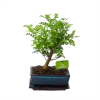 Bonsai Zanthoxylum Piperitum - Peperboom - P20 H30 - Kamerplant -Woondecoratie Kortingen bonsai zanthoxylum piperitum peperboom p20 h30 1