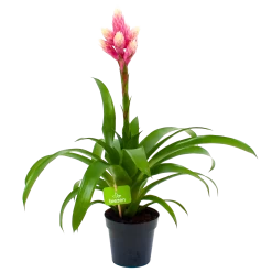 Bromelia Guzmania Candy - P12 H55 Roze - Kamerplant