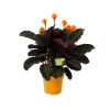 Calathea Crocata - Eeuwige Vlam - P15 H45 - Kamerplant 2 Calathea Crocata - Eeuwige Vlam - P15 H45 - Kamerplant -Woondecoratie Kortingen calathea crocata eeuwige vlam p15 h45 1