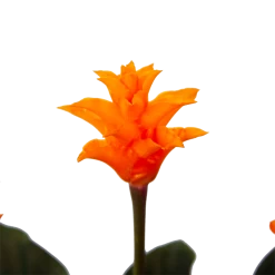 Calathea Crocata - Eeuwige Vlam - P15 H45 - Kamerplant 8 Calathea Crocata - Eeuwige Vlam - P15 H45 - Kamerplant -Woondecoratie Kortingen calathea crocata eeuwige vlam p15 h45 4