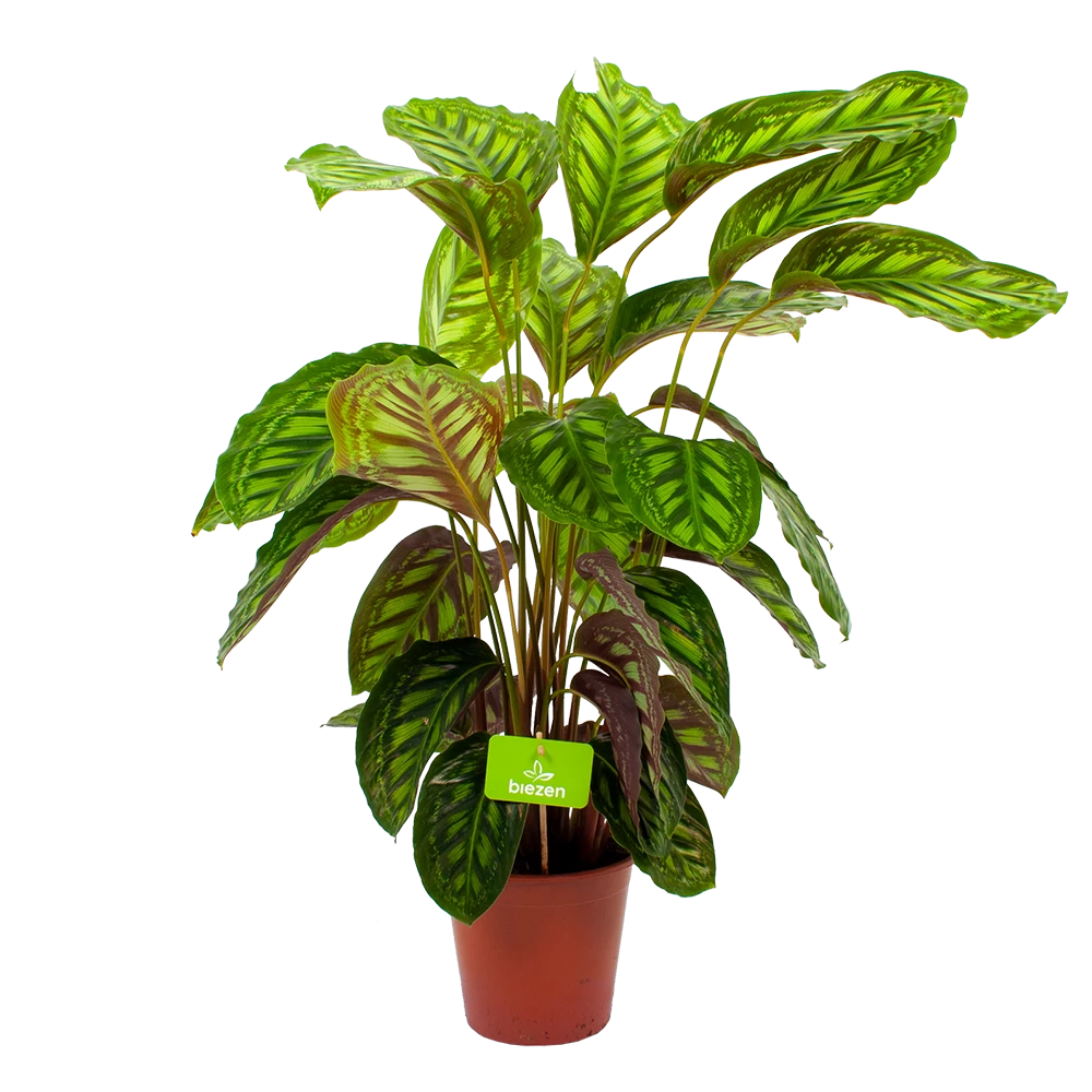 Calathea Flamestar - Schaduwplant - P19 H75 - Kamerplant 3 Calathea Flamestar - Schaduwplant - P19 H75 - Kamerplant