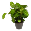 Calathea Flamestar - Schaduwplant - P32 H80 - Kamerplant -Woondecoratie Kortingen calathea flamestar schaduwplant p32 h80 1