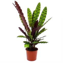 Nieuwe uitgaven 17 Calathea Insigne - Livingplant - P17 H65 - Kamerplant