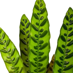 Nieuwe uitgaven -Woondecoratie Kortingen calathea insigne livingplant p17 h65 6