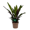 Calathea Insigne - Livingplant - P21 H60 - Kamerplant 1 Calathea Insigne - Livingplant - P21 H60 - Kamerplant -Woondecoratie Kortingen calathea insigne livingplant p21 h60 1