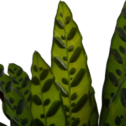 Calathea Insigne - Livingplant - P21 H60 - Kamerplant -Woondecoratie Kortingen calathea insigne livingplant p21 h60 4