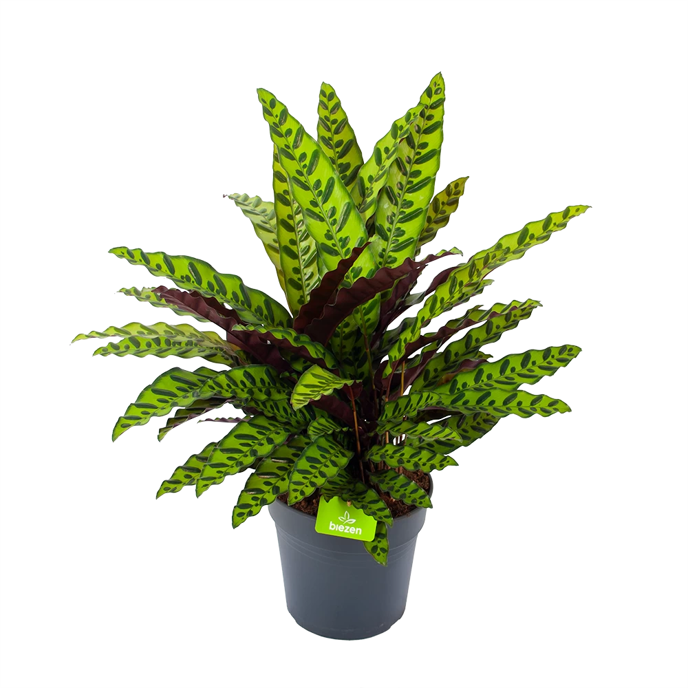Calathea Insigne - Livingplant - P27 H80 - Kamerplant 3 Calathea Insigne - Livingplant - P27 H80 - Kamerplant