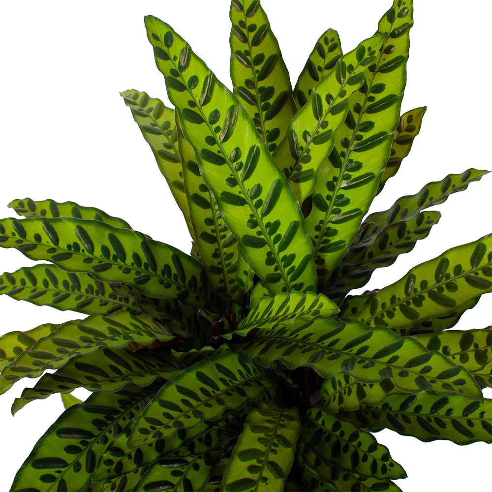 Calathea Insigne - Livingplant - P27 H80 - Kamerplant 4 Calathea Insigne - Livingplant - P27 H80 - Kamerplant - Afbeelding 2