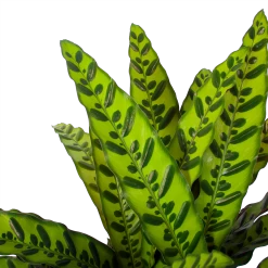 Calathea Insigne - Livingplant - P27 H80 - Kamerplant 8 Calathea Insigne - Livingplant - P27 H80 - Kamerplant -Woondecoratie Kortingen calathea insigne livingplant p27 h80 6 3