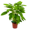 Calathea Leopardina - Schaduwplant - P17 H70 - Kamerplant 1 Calathea Leopardina - Schaduwplant - P17 H70 - Kamerplant -Woondecoratie Kortingen calathea leopardina schaduwplant p17 h70 4