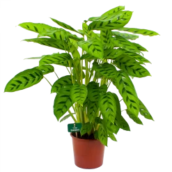 Calathea Leopardina - Schaduwplant - P17 H70 - Kamerplant