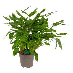 Nieuwe uitgaven 13 Calathea Leopardina - Schaduwplant - P27 H90 - Kamerplant