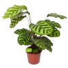 Calathea Makoyana - Pauwenplant - P17 H65 - Kamerplant