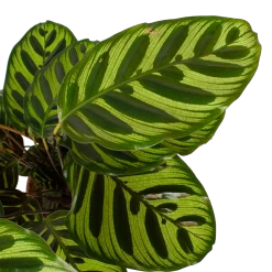 Calathea Makoyana - Pauwenplant - P17 H65 - Kamerplant -Woondecoratie Kortingen calathea makoyana pauwenplant p17 h65 6 2