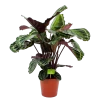 Calathea Medaillon - Schaduwplant - P19 H75 - Kamerplant -Woondecoratie Kortingen calathea medaillon schaduwplant p19 h75 4