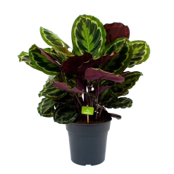 Nieuwe uitgaven 9 Calathea Medaillon - Schaduwplant - P27 H90 - Kamerplant